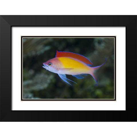 Indonesia, Papua, Raja Ampat Anthias fish Black Modern Wood Framed Art Print with Double Matting by Shimlock, Jones