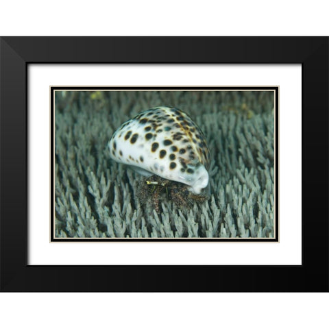 Hermit crab amid coral, Papua, Indonesia Black Modern Wood Framed Art Print with Double Matting by Shimlock, Jones