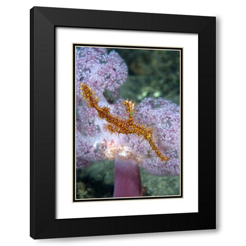 Indonesia, Papua, Raja Ampat Pipefish swimming Black Modern Wood Framed Art Print with Double Matting by Shimlock, Jones