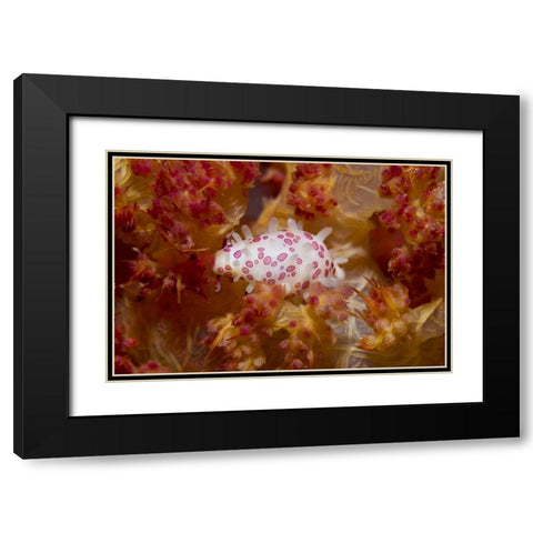 Indonesia, New Guinea Island Cowry mollusks Black Modern Wood Framed Art Print with Double Matting by Shimlock, Jones