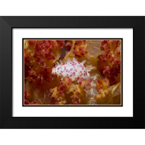 Indonesia, New Guinea Island Cowry mollusks Black Modern Wood Framed Art Print with Double Matting by Shimlock, Jones