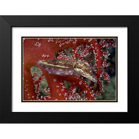 Cuttlefish amid corals, New Guinea Isl, Indonesia Black Modern Wood Framed Art Print with Double Matting by Shimlock, Jones