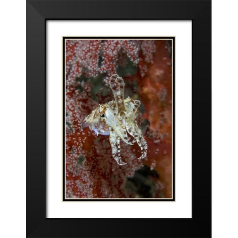 Indonesia, New Guinea Isl Cuttlefish amid corals Black Modern Wood Framed Art Print with Double Matting by Shimlock, Jones