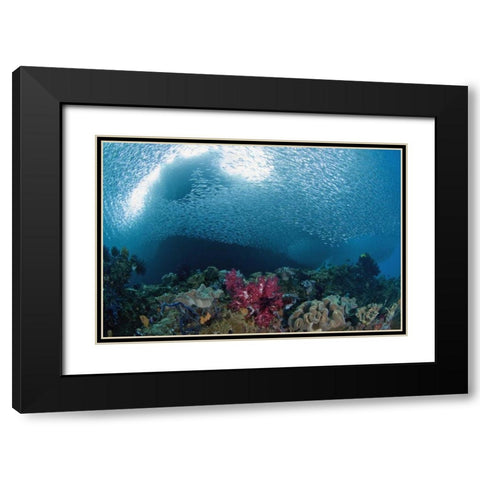 Indonesia School of silvery baitfish over coral Black Modern Wood Framed Art Print with Double Matting by Shimlock, Jones
