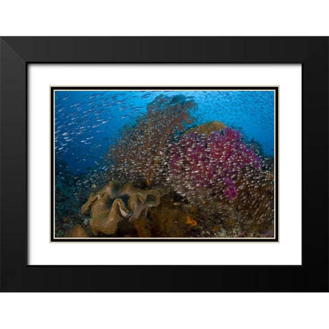 Indonesia Silvery glassfish swim past coral Black Modern Wood Framed Art Print with Double Matting by Shimlock, Jones