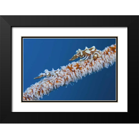 Indonesia, Komodo NP Wire coral crabs on coral Black Modern Wood Framed Art Print with Double Matting by Shimlock, Jones