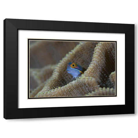 Blenny fish inside coral reef, Indonesia Black Modern Wood Framed Art Print with Double Matting by Shimlock, Jones