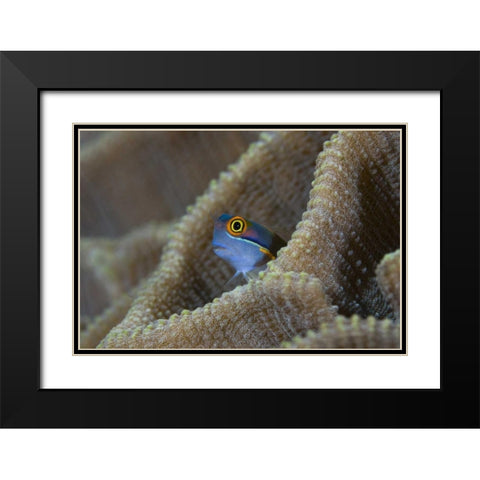 Blenny fish inside coral reef, Indonesia Black Modern Wood Framed Art Print with Double Matting by Shimlock, Jones