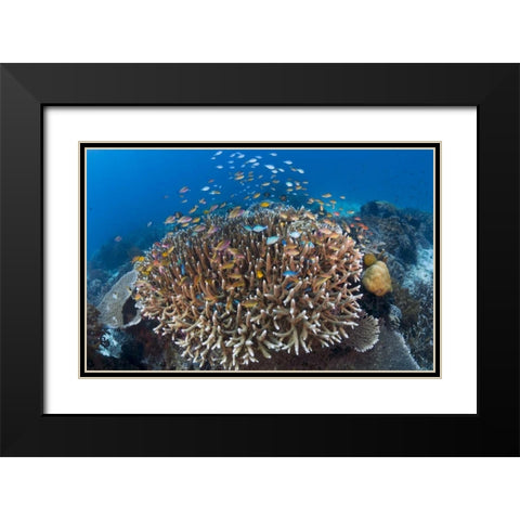 Indonesia Diverse, coral reef marine ecosystem Black Modern Wood Framed Art Print with Double Matting by Shimlock, Jones