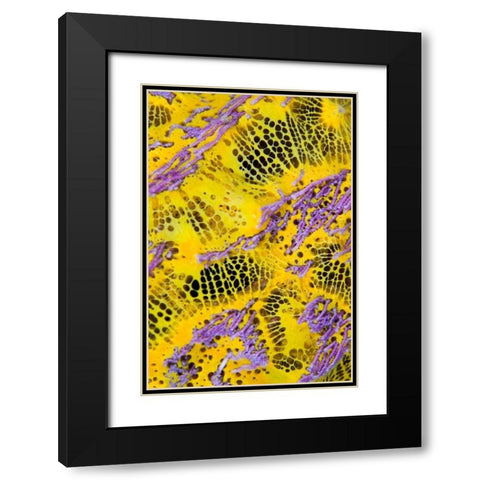 Colorful sponge, Raja Ampat, Indonesia Black Modern Wood Framed Art Print with Double Matting by Shimlock, Jones