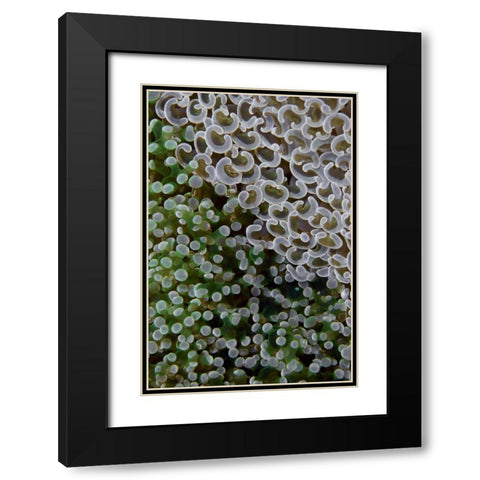 Hard corals on reef, Ayau Island, Indonesia Black Modern Wood Framed Art Print with Double Matting by Shimlock, Jones