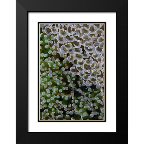 Hard corals on reef, Ayau Island, Indonesia Black Modern Wood Framed Art Print with Double Matting by Shimlock, Jones