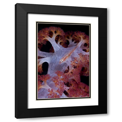 Indonesia Goby fish by pink soft coral Black Modern Wood Framed Art Print with Double Matting by Shimlock, Jones