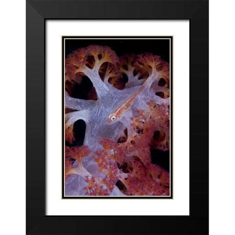Indonesia Goby fish by pink soft coral Black Modern Wood Framed Art Print with Double Matting by Shimlock, Jones