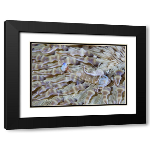 Indonesia This commensal shrimp among anemones Black Modern Wood Framed Art Print with Double Matting by Shimlock, Jones