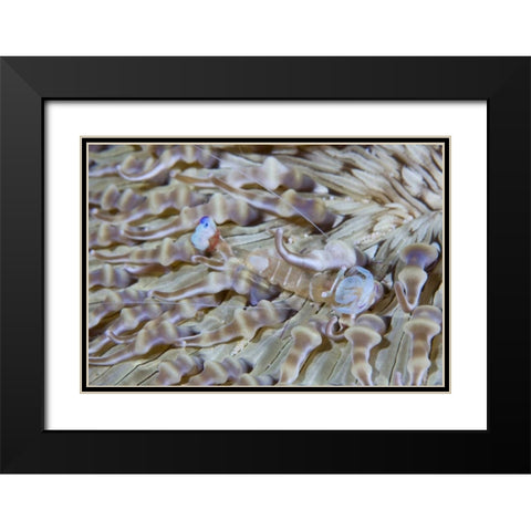 Indonesia This commensal shrimp among anemones Black Modern Wood Framed Art Print with Double Matting by Shimlock, Jones