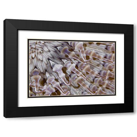 Ringed anemone, Raja Ampat, Indonesia Black Modern Wood Framed Art Print with Double Matting by Shimlock, Jones