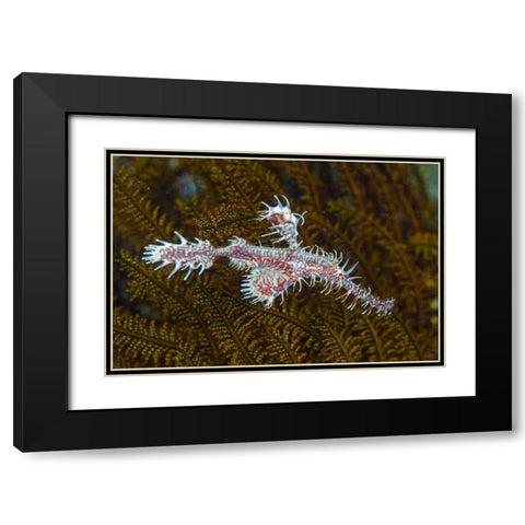 Ghost pipefish, Raja Ampat, Indonesia Black Modern Wood Framed Art Print with Double Matting by Shimlock, Jones