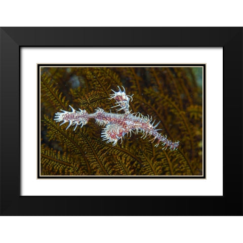 Ghost pipefish, Raja Ampat, Indonesia Black Modern Wood Framed Art Print with Double Matting by Shimlock, Jones
