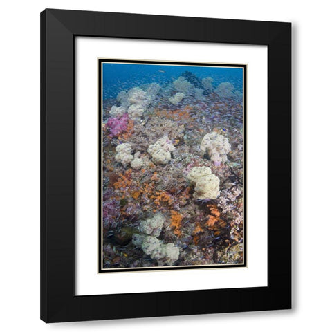 Indonesia Schooling fish swim past diverse reef Black Modern Wood Framed Art Print with Double Matting by Shimlock, Jones