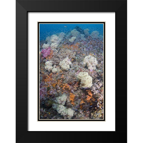Indonesia Schooling fish swim past diverse reef Black Modern Wood Framed Art Print with Double Matting by Shimlock, Jones