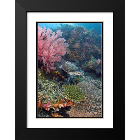 Hawksbill turtle swimming over reef, Indonesia Black Modern Wood Framed Art Print with Double Matting by Shimlock, Jones