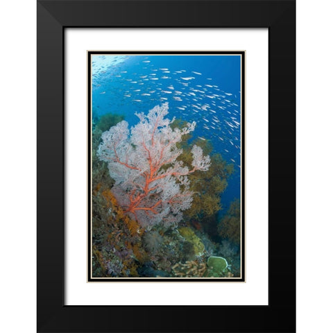 Fish and coral reef, Raja Ampat, Indonesia Black Modern Wood Framed Art Print with Double Matting by Shimlock, Jones