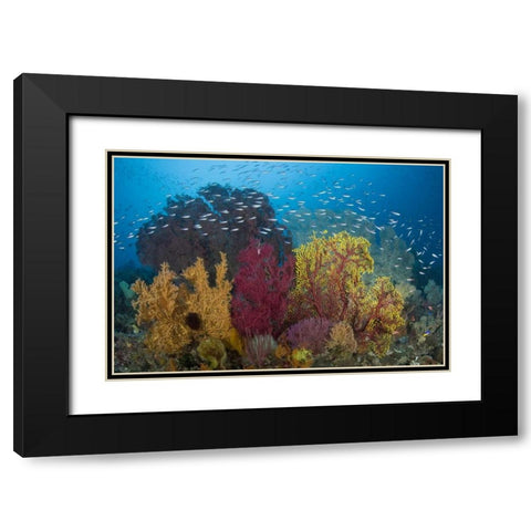 Indonesia Coral reef marine ecosystem Black Modern Wood Framed Art Print with Double Matting by Shimlock, Jones
