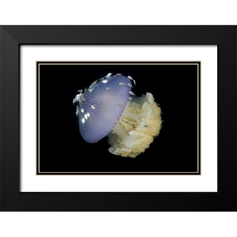 Jellyfish and juvenile trevally fish, Indonesia Black Modern Wood Framed Art Print with Double Matting by Shimlock, Jones