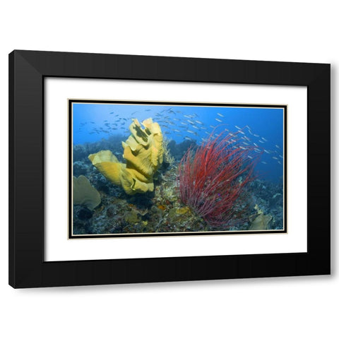 Indonesia, Raja Ampat Black Modern Wood Framed Art Print with Double Matting by Shimlock, Jones