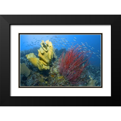 Indonesia, Raja Ampat Black Modern Wood Framed Art Print with Double Matting by Shimlock, Jones