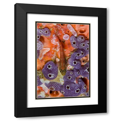 Triplefin fish swimming by sea squirt, Indonesia Black Modern Wood Framed Art Print with Double Matting by Shimlock, Jones