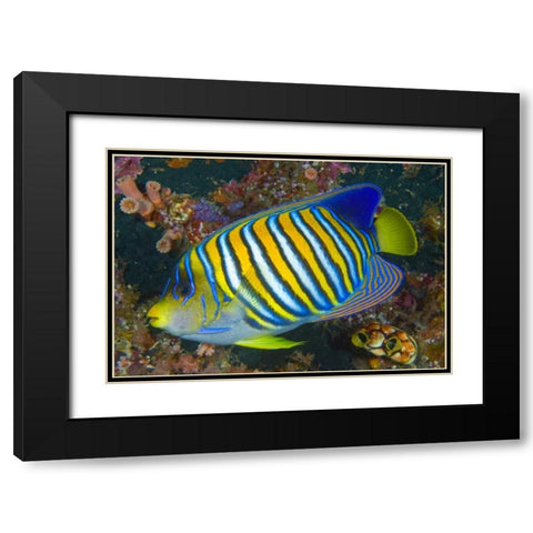 Regal angelfish, Raja Ampat, Indonesia Black Modern Wood Framed Art Print with Double Matting by Shimlock, Jones