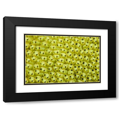 Sea squirt colony, Raja Ampat, Indonesia Black Modern Wood Framed Art Print with Double Matting by Shimlock, Jones