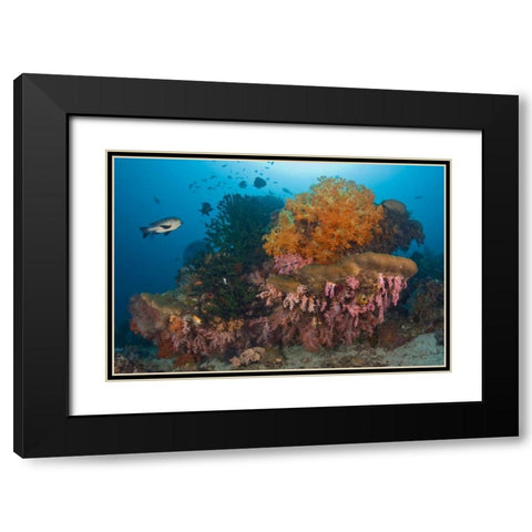 Indonesia Black snapper fish swim by coral reef Black Modern Wood Framed Art Print with Double Matting by Shimlock, Jones