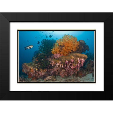 Indonesia Black snapper fish swim by coral reef Black Modern Wood Framed Art Print with Double Matting by Shimlock, Jones