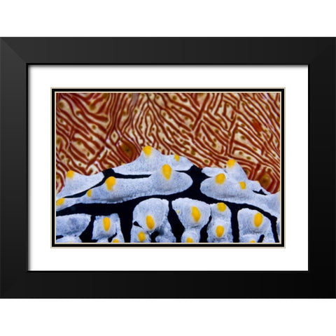 Nudibranch crawling past sea cucumber, Indonesia Black Modern Wood Framed Art Print with Double Matting by Shimlock, Jones