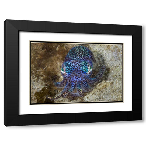 Nocturnal bobtail squid, Aljui Bay, Indonesia Black Modern Wood Framed Art Print with Double Matting by Shimlock, Jones