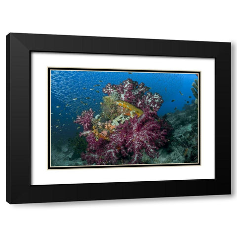 Indonesia Silverside fish swim past coral reef Black Modern Wood Framed Art Print with Double Matting by Shimlock, Jones
