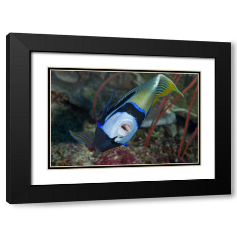 Indonesia, Raja Ampat Emperor angelfish Black Modern Wood Framed Art Print with Double Matting by Shimlock, Jones