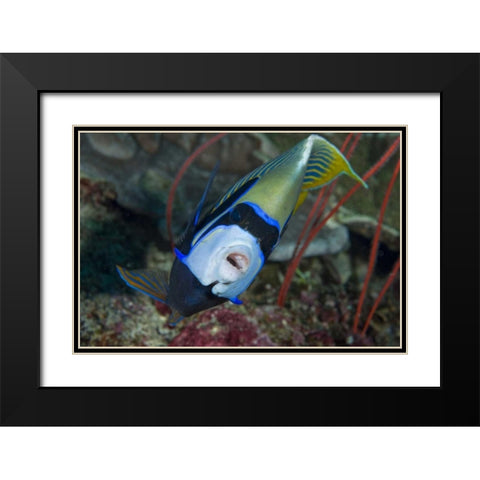 Indonesia, Raja Ampat Emperor angelfish Black Modern Wood Framed Art Print with Double Matting by Shimlock, Jones