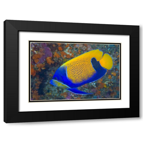 Indonesia, Raja Ampat Blue-girdled angelfish Black Modern Wood Framed Art Print with Double Matting by Shimlock, Jones