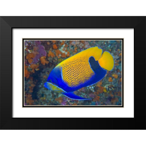 Indonesia, Raja Ampat Blue-girdled angelfish Black Modern Wood Framed Art Print with Double Matting by Shimlock, Jones