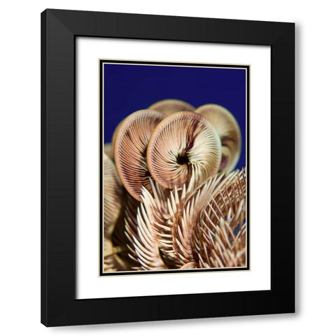Feather star crinoid, Raja Ampat, Indonesia Black Modern Wood Framed Art Print with Double Matting by Shimlock, Jones