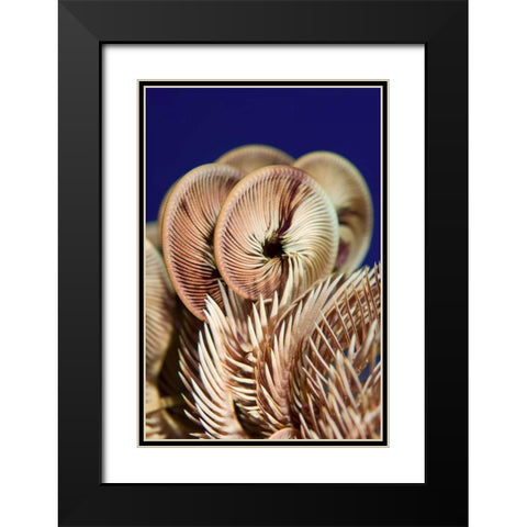 Feather star crinoid, Raja Ampat, Indonesia Black Modern Wood Framed Art Print with Double Matting by Shimlock, Jones
