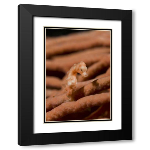 Indonesia, Raja Ampat Pygmy seahorse by coral Black Modern Wood Framed Art Print with Double Matting by Shimlock, Jones