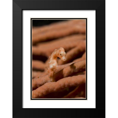 Indonesia, Raja Ampat Pygmy seahorse by coral Black Modern Wood Framed Art Print with Double Matting by Shimlock, Jones
