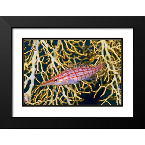 Indonesia, Raja Ampat Hawkfish amid sea fan Black Modern Wood Framed Art Print with Double Matting by Shimlock, Jones