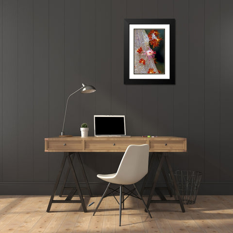 Indonesia Decorator crab blends with soft coral Black Modern Wood Framed Art Print with Double Matting by Shimlock, Jones