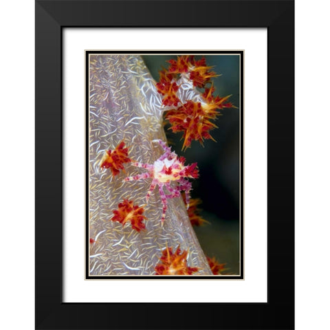 Indonesia Decorator crab blends with soft coral Black Modern Wood Framed Art Print with Double Matting by Shimlock, Jones